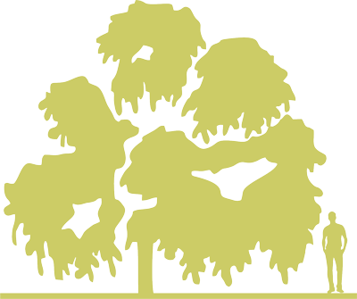 7-barkhat-amurskiy-phellodendron-amurense-siluet.png