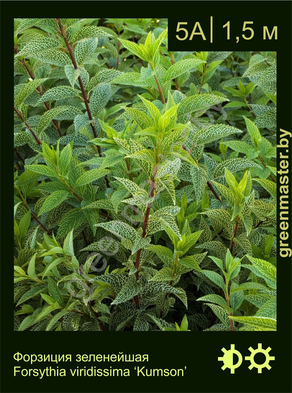 Форзиция-зеленейшая-Forsythia-viridissima-‘Kumson’