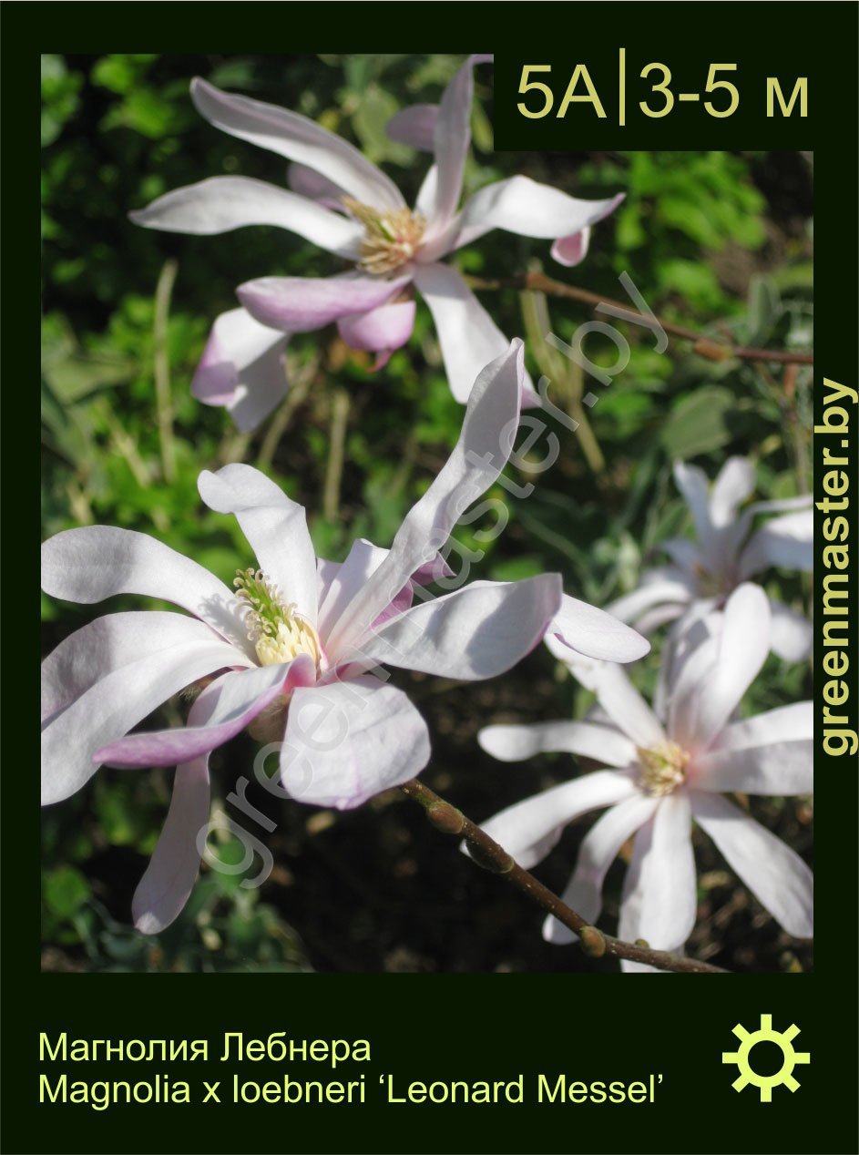 Магнолия-Лебнера-Magnolia-x-loebneri-'Leonard-Messel'
