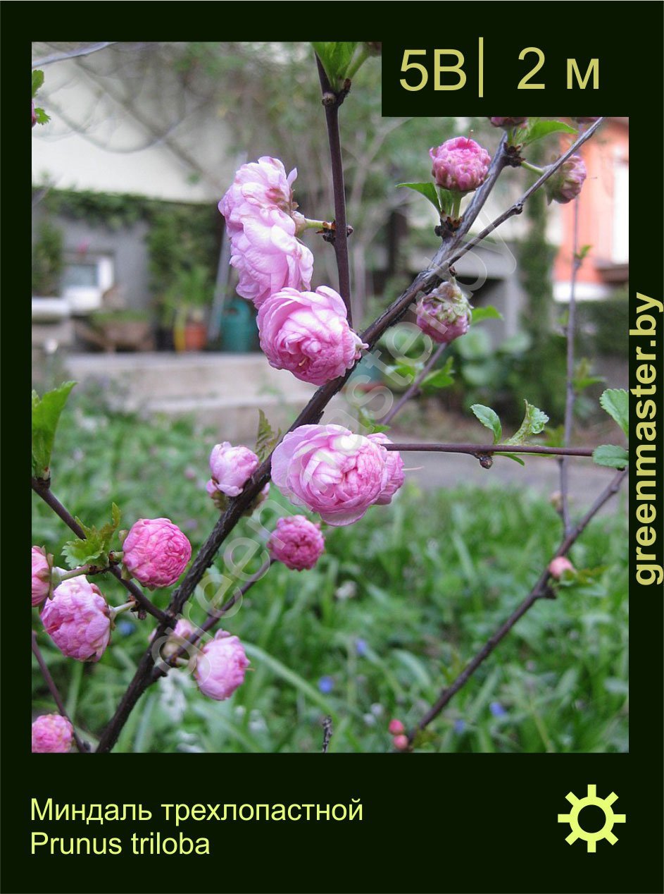 Миндаль-трехлопастной-Prunus-triloba