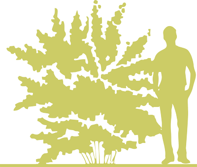7-puzyreplodnik-kalinolistnyj-physocarpus-opulifolius-red-baron-siluet.png