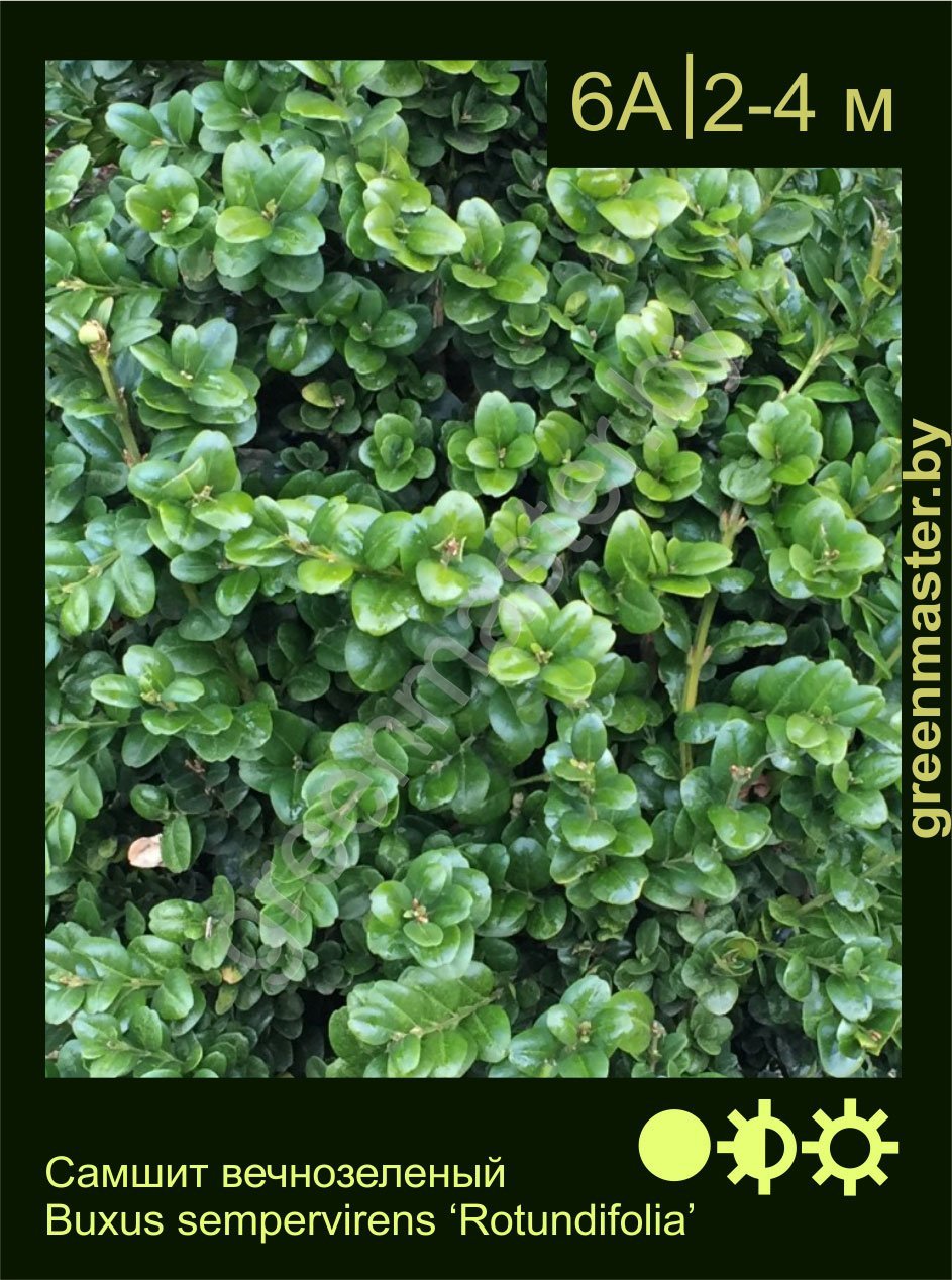 Самшит-вечнозеленый-Buxus-sempervirens-‘Rotundifolia’