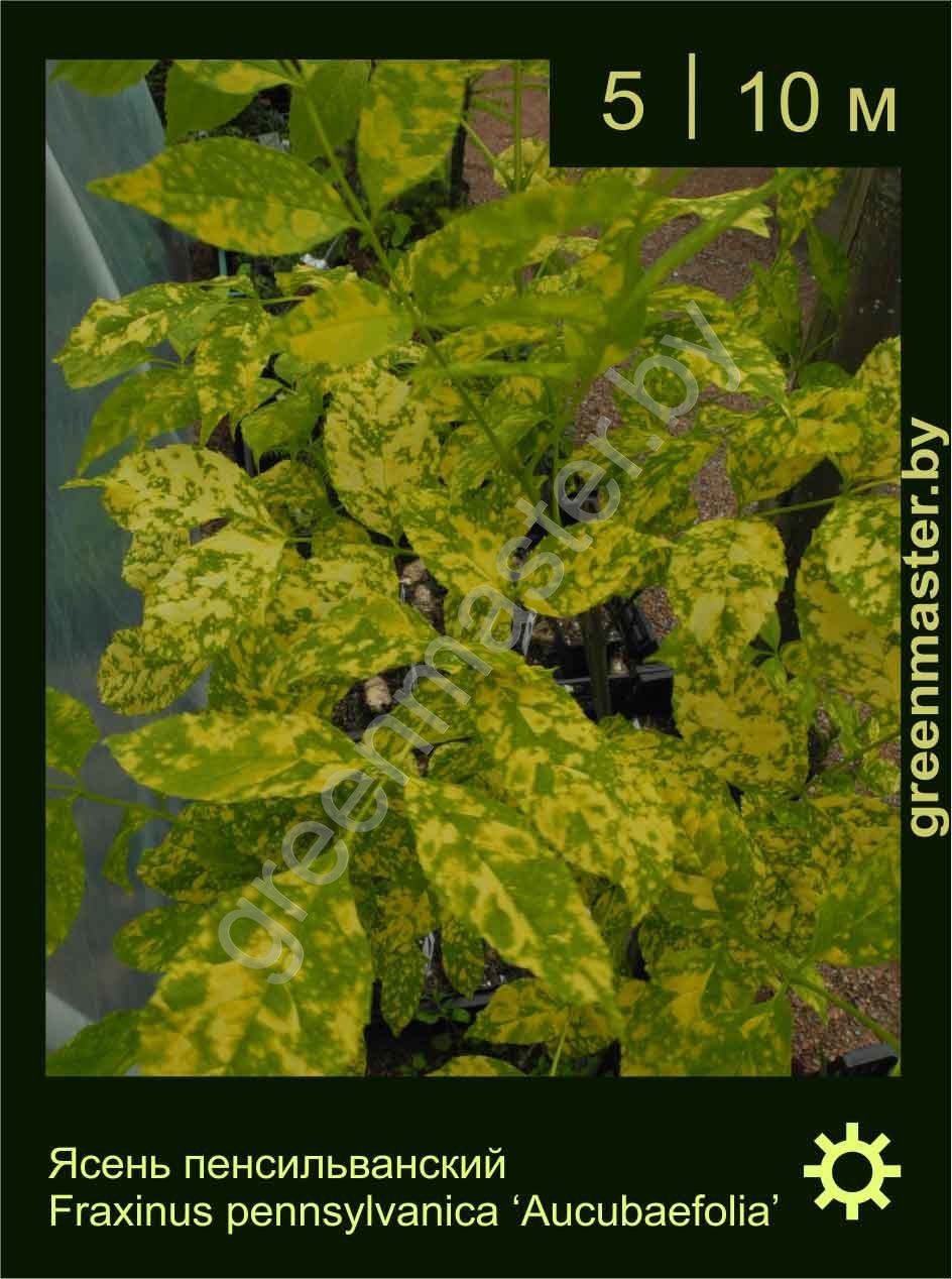 Ясень-пенсильванский-Fraxinus-pennsylvanica-‘Aucubaefolia’