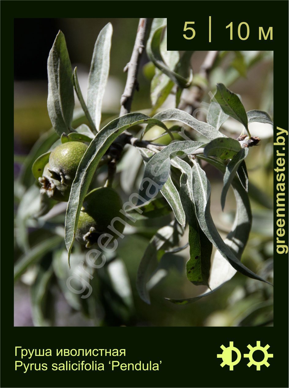 Груша-иволистная-Pyrus-salicifolia-‘Pendula’