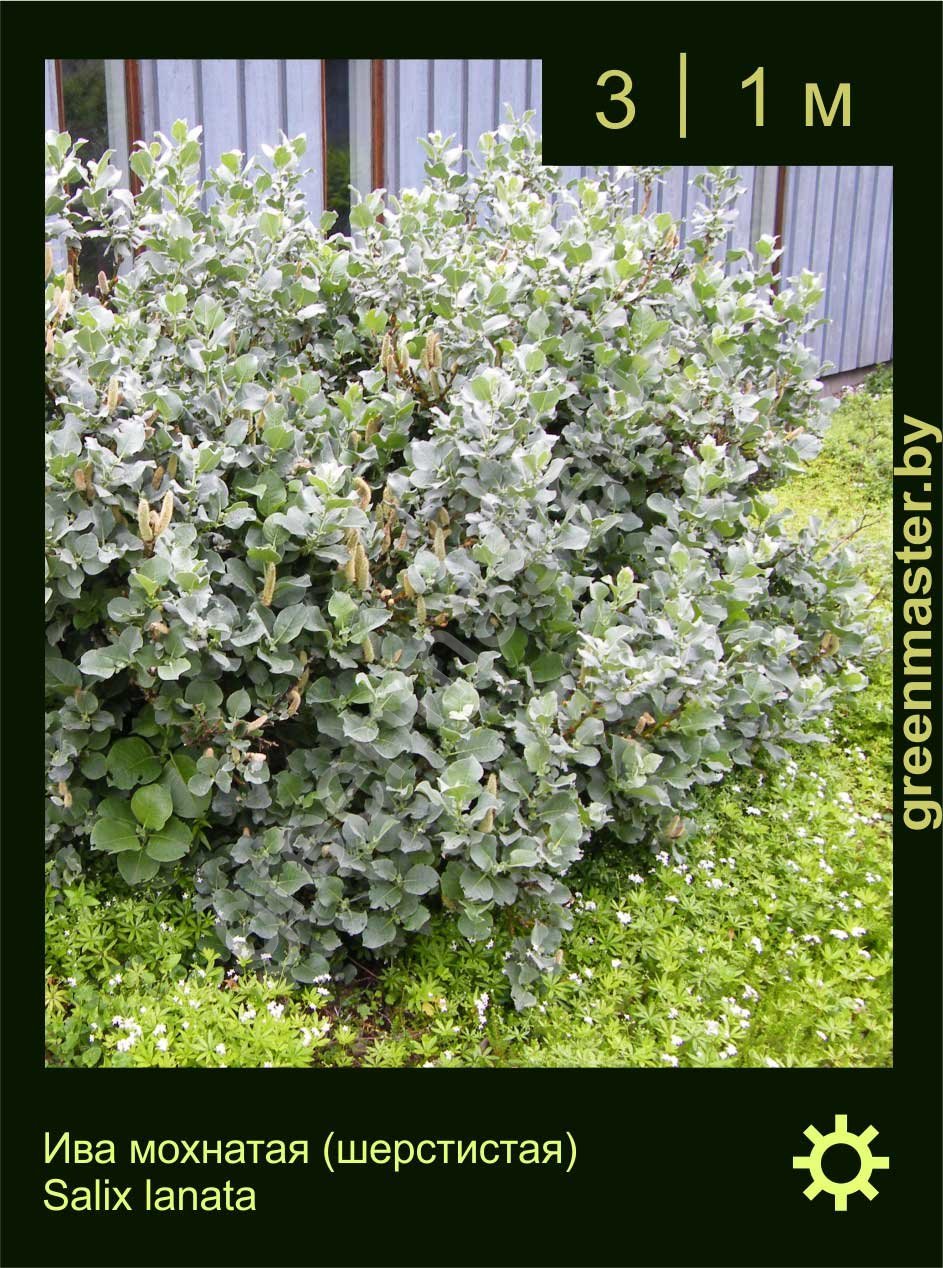 Ива-мохнатая--Salix-lanata