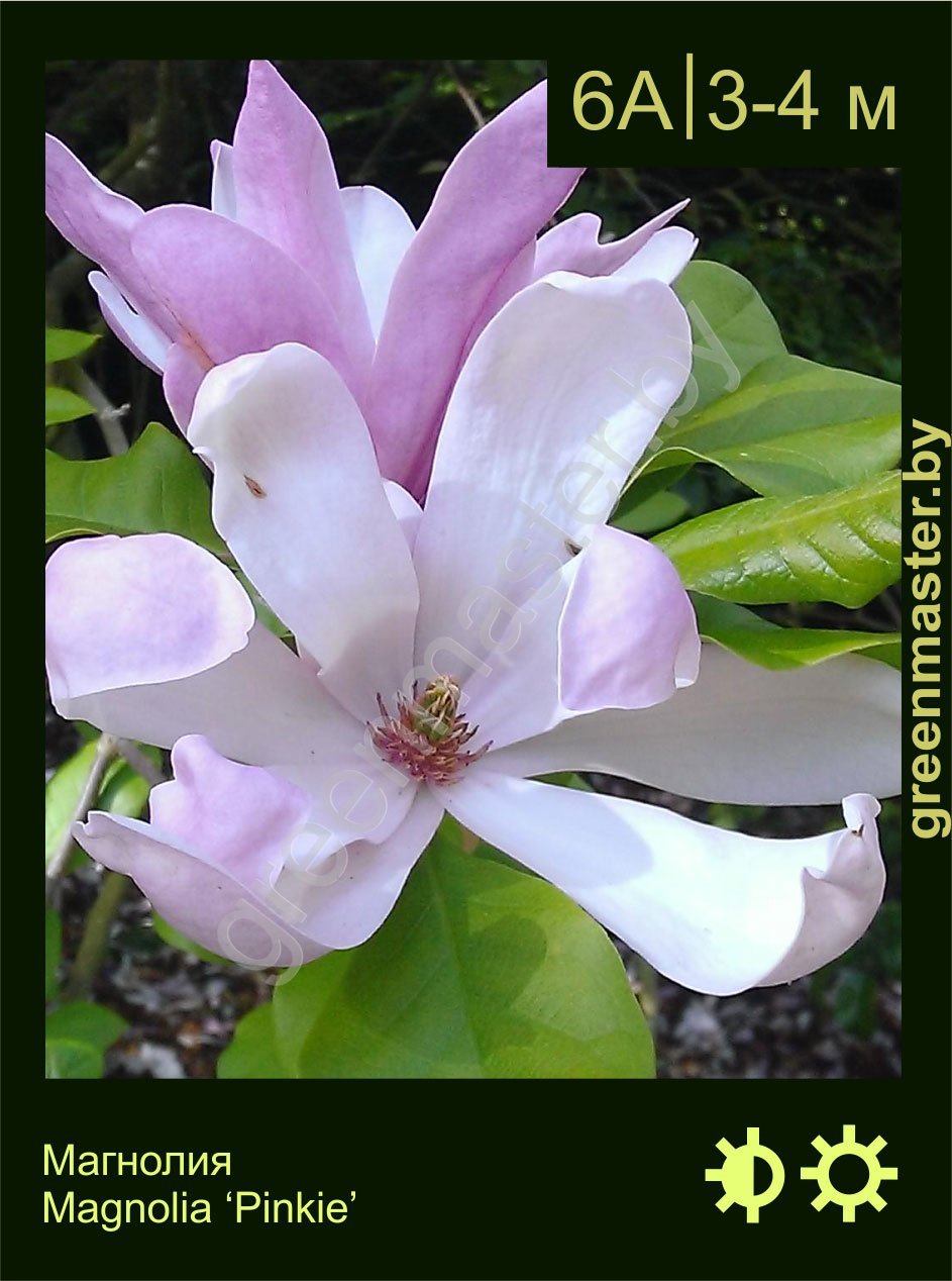 Магнолия-Magnolia-‘Pinkie’