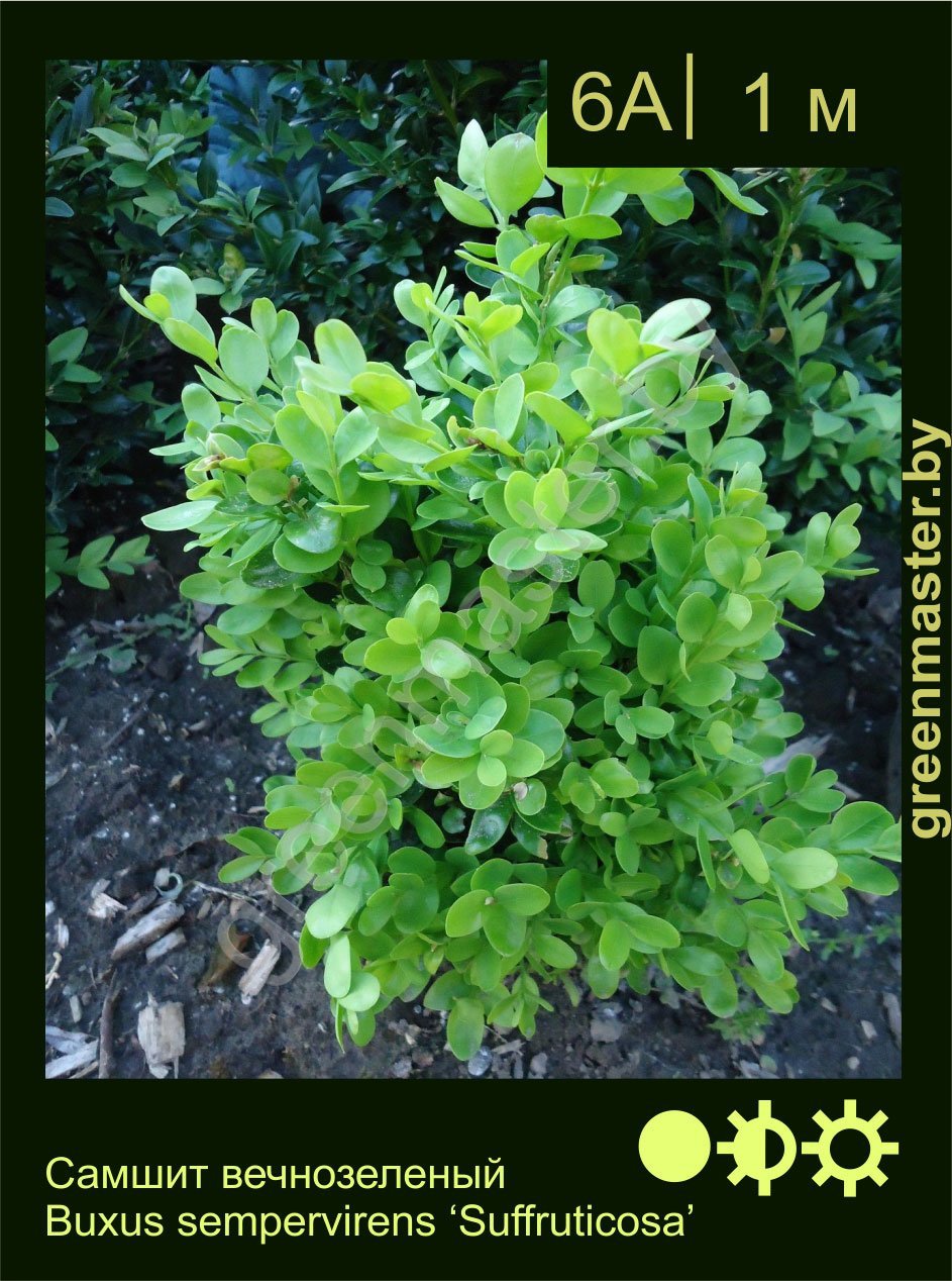 Самшит-вечнозеленый-Buxus-sempervirens-‘Suffruticosa’