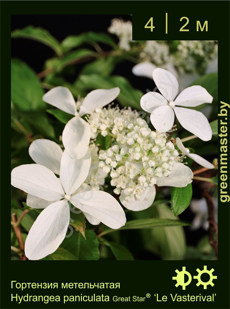 Гортензия-метельчатая--Hydrangea-paniculata-Great-Star®-‘Le-Vasterival’