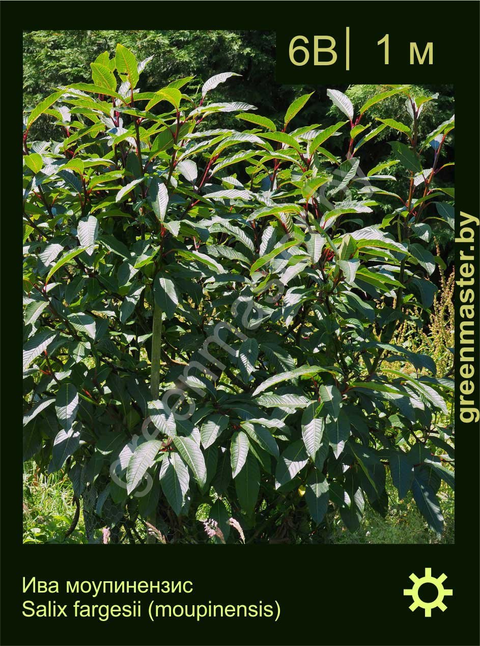 Ива-моупинензис-Salix-fargesii-(moupinensis)