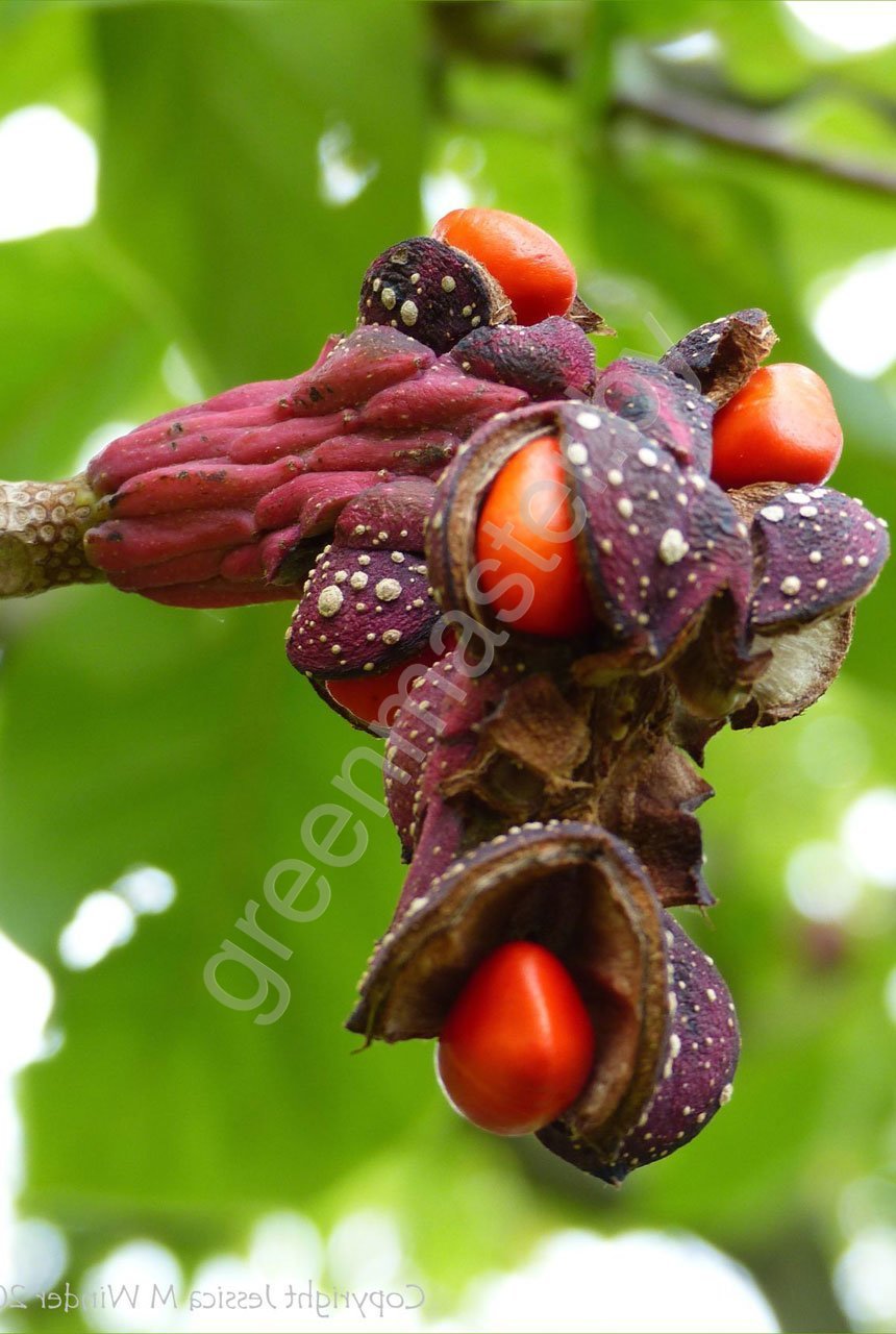 Magnolia-×-soulangeana-'Rustica-Rubra'-плоды
