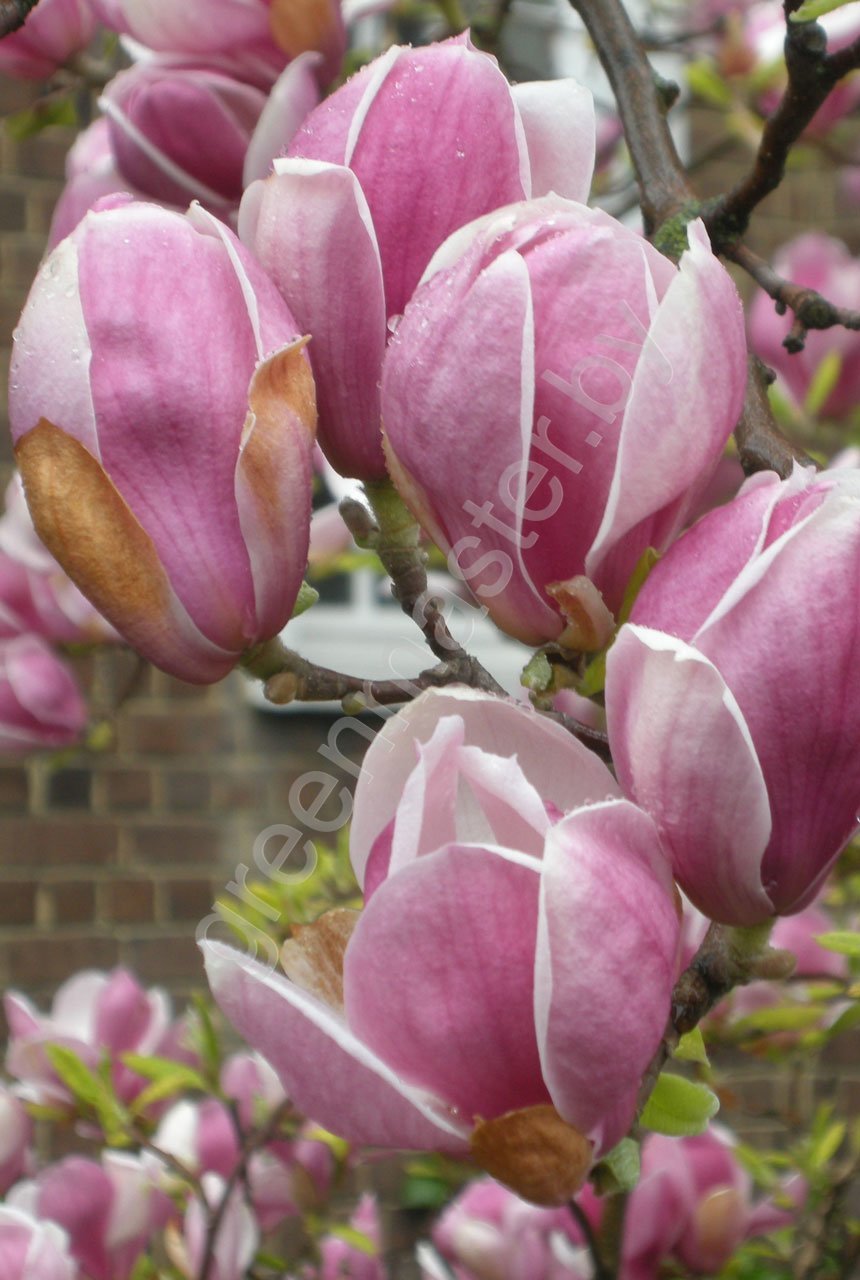 Magnolia-×-soulangeana-'Rustica-Rubra'