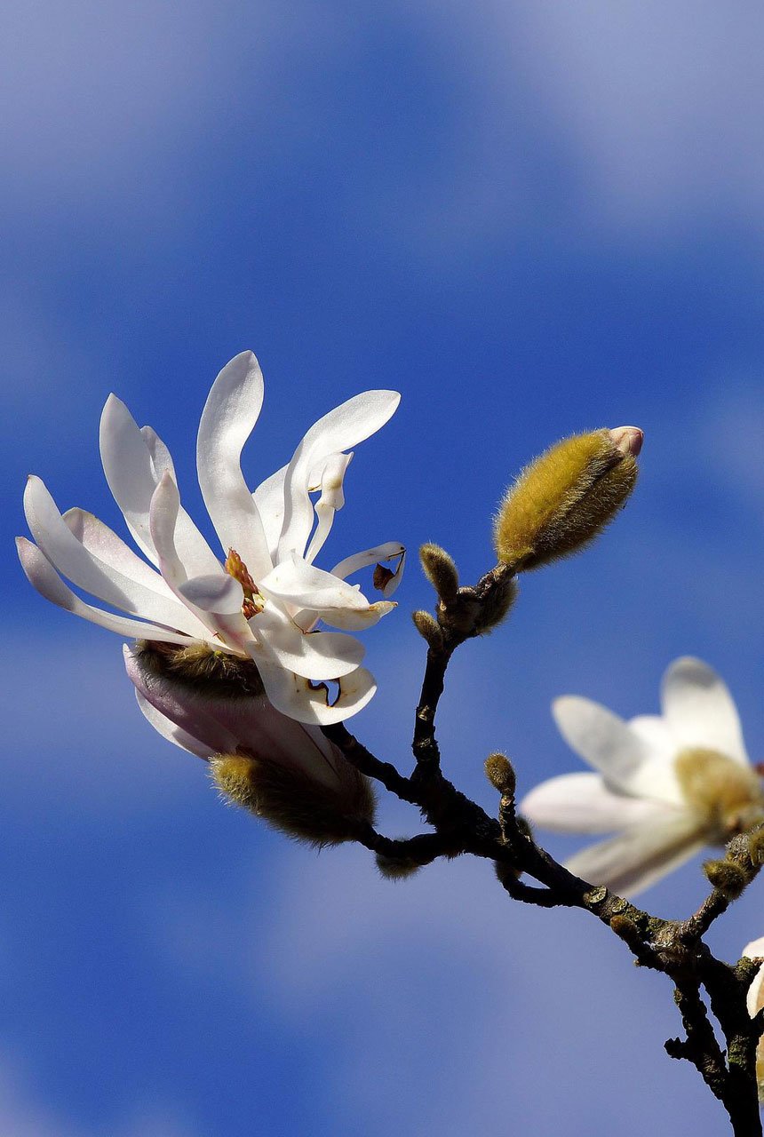 Магнолия-звездчатая-Magnolia-stellata-цветы