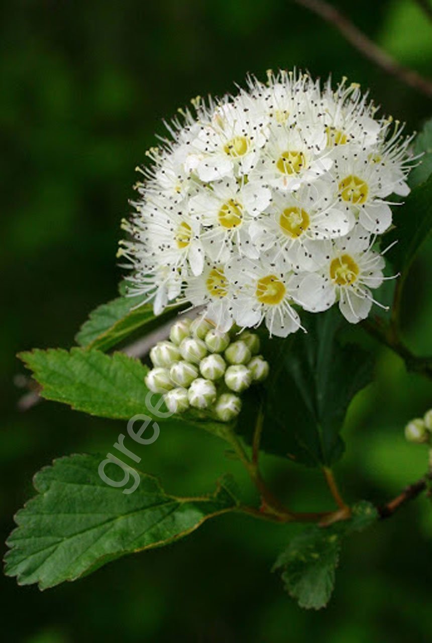 Пузыреплодник-калинолистный-Physocarpus-opulifolius-цветок