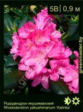 Рододендрон-якушиманский-Rhododendron-yakushimanum-‘Kalinka’