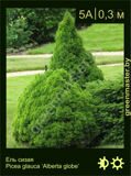 2-Ель-сизая-Picea-glauca-‘Alberta-globe’