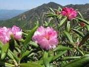 rhododendron-yakushimanum