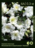 Азалия японская Rhododendron Eisprinzessin ‘Hacheis’