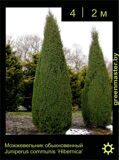 8-Можжевельник-обыкновенный-Juniperus-communis-‘Hibernica’2