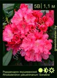 Рододендрон-якушиманский-Rhododendron-yakushimanum-‘Sonatine’
