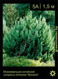 7-Можжевельник-китайский-Juniperus-chinensis-'Monarch'