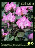 Рододендрон-якушиманский-Rhododendron-yakushimanum-‘Blurettia’