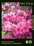 Азалия японская Rhododendron ‘Ledikanense’