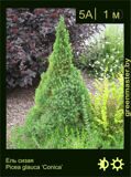 5-Ель-сизая-Picea-glauca-‘Conica’1