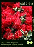 Рододендрон-Форреста-Rhododendron-forrestii-‘Buketta’
