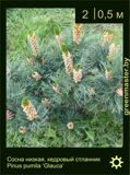 9-Сосна-низкая,-кедровый-стланик-Pinus-pumila-'Glauca'