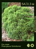 7-Ель-сизая-Picea-glauca-‘Echiniformis’