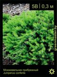 Можжевельник-прибрежный-Juniperus-conferta