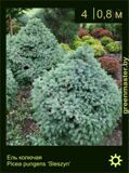23-Ель-колючая-Picea-pungens-‘Sleszyn’