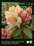 Рододендрон крупноцветковый Rhododendron ‘Belkanto’