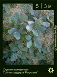 Скумпия кожевенная Cotinus coggygria ‘Purpureus’ Скумпия-кожевенная-Cotinus-coggygria-‘Purpureus’