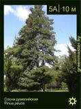 8-Сосна-румелийская-Pinus-peuce