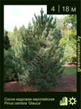 5-Сосна-кедровая-европейская-Pinus-cembra-‘Glauca’1