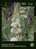 Буддлея Давида Buddleja Davidii 'White Profusion' Буддлея-Давида-Buddleja-Davidii-'White-Profusion'
