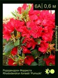 Рододендрон-Форреста-Rhododendron-forrestii-‘Pumuckl’