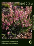 Вереск-обыкновенный-Calluna-vulgaris-‘Anette’