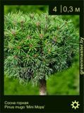 15-Сосна-горная-Pinus-mugo-‘Mini-Mops’