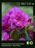 Рододендрон мелкоцветковый Rhododendron ‘April Rose’