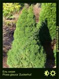 12-Ель-сизая-Picea-glauca-‘Zuckerhut’