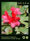 Рододендрон-Форреста-Rhododendron-forrestii-‘Bengal’