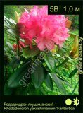 Рододендрон-якушиманский-Rhododendron-yakushimanum-‘Fantastica’