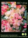 Рододендрон-якушиманский-Rhododendron-yakushimanum-‘Percy-Wiseman’