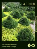 25-Ель-обыкновенная-Picea-abies-‘Tompa’