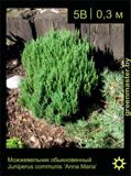 1 Можжевельник-обыкновенный-Juniperus-communis-‘Anna-Maria’-1