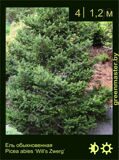 27-Ель-обыкновенная-Picea-abies-‘Will’s-Zwerg’