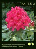 Рододендрон крупноцветковый Rhododendron ‘Nova Zembla’