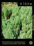 11-Можжевельник-горизонтальный-Juniperus-horizontalis-‘Grey-Pearl’